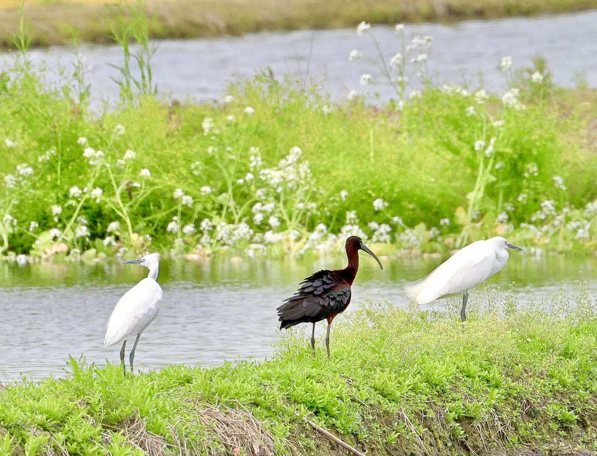 ChinaDaily's tweet image. The glossy ibis, known for its iridescent plumage and curved bill, has recently been spotted at a park in Suzhou. 🐦 (Photos: Song Wenwei) #NatureLovers #birdwatching