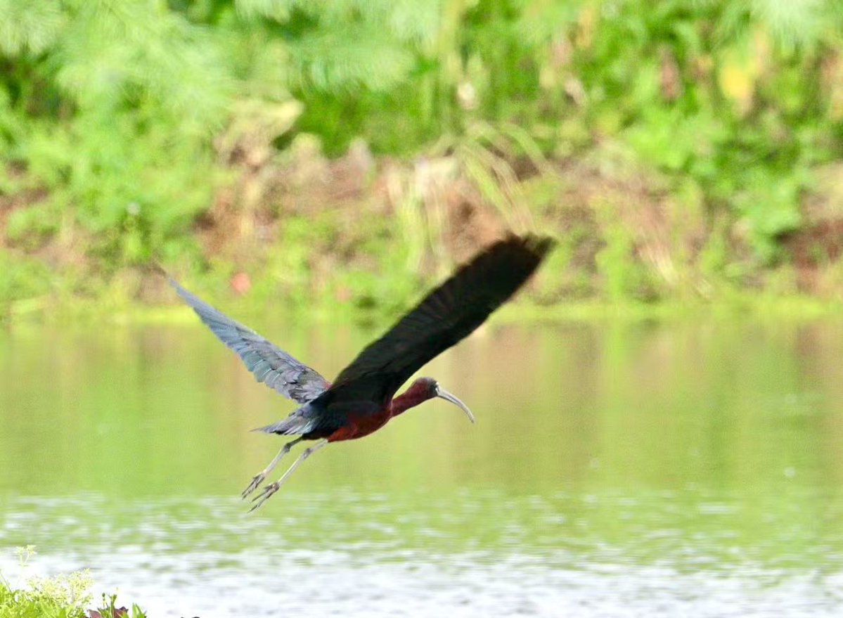 ChinaDaily's tweet image. The glossy ibis, known for its iridescent plumage and curved bill, has recently been spotted at a park in Suzhou. 🐦 (Photos: Song Wenwei) #NatureLovers #birdwatching