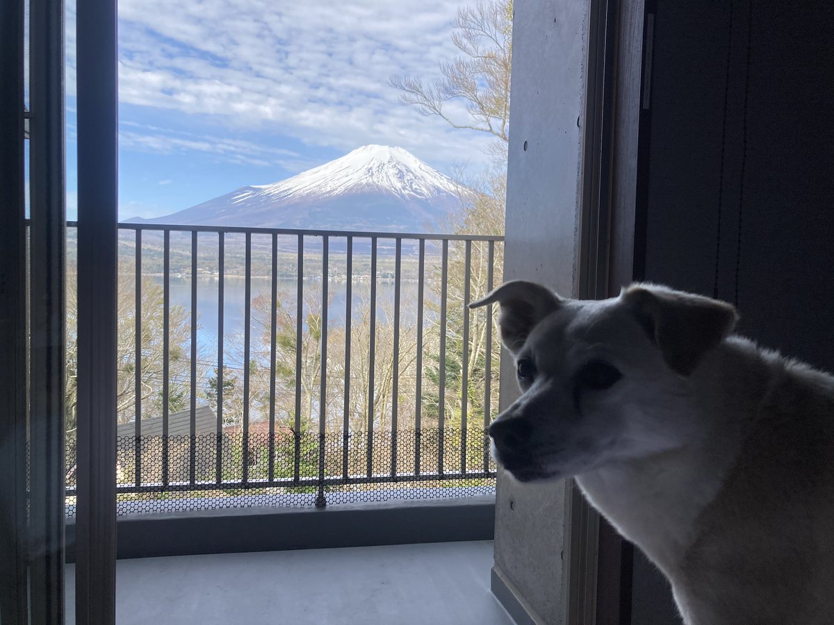今村 真也@犬の専門家・SippoFesta統括 tweet media