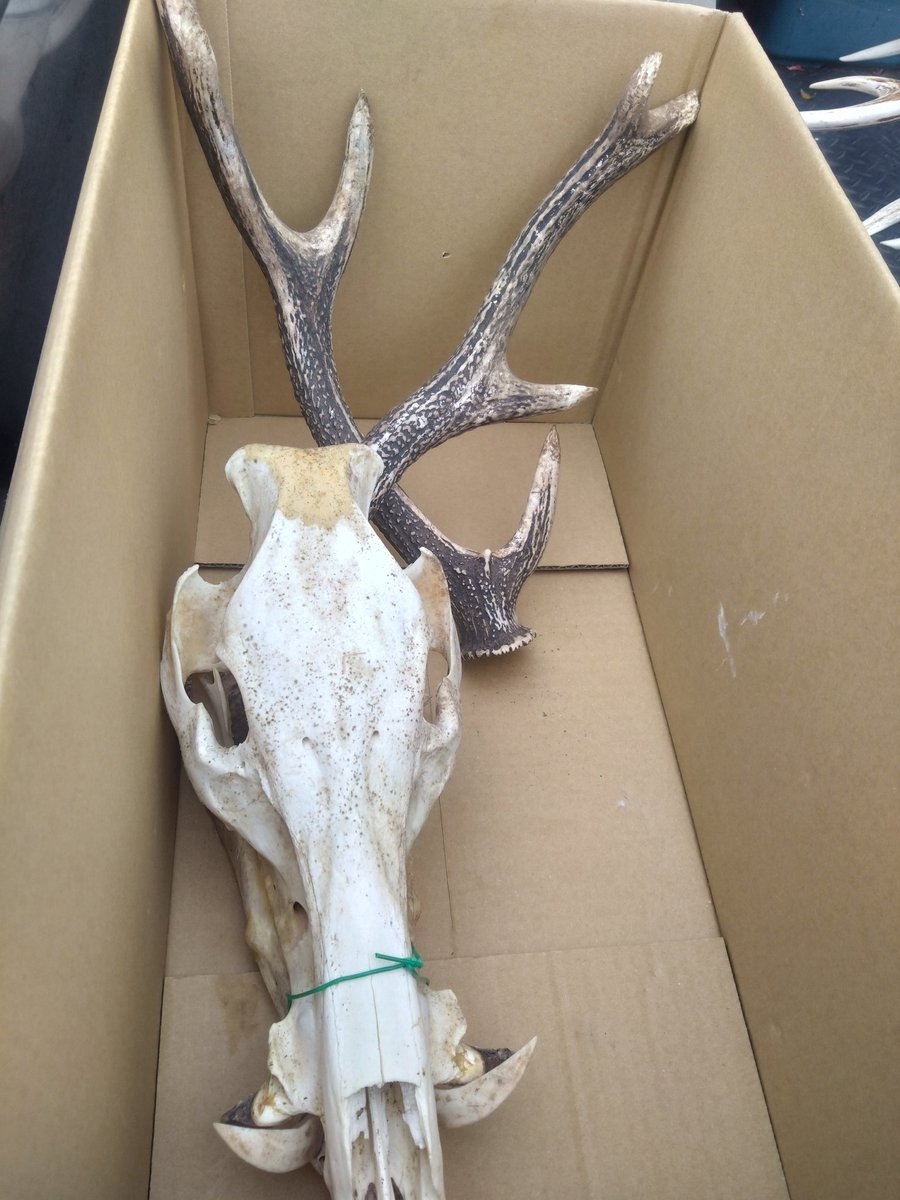 めぐちょろむーさん@がんばらない tweet media