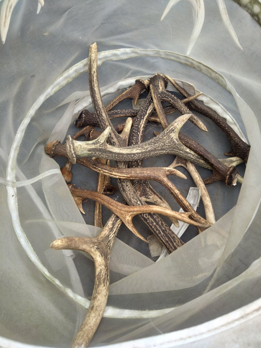 めぐちょろむーさん@がんばらない tweet media