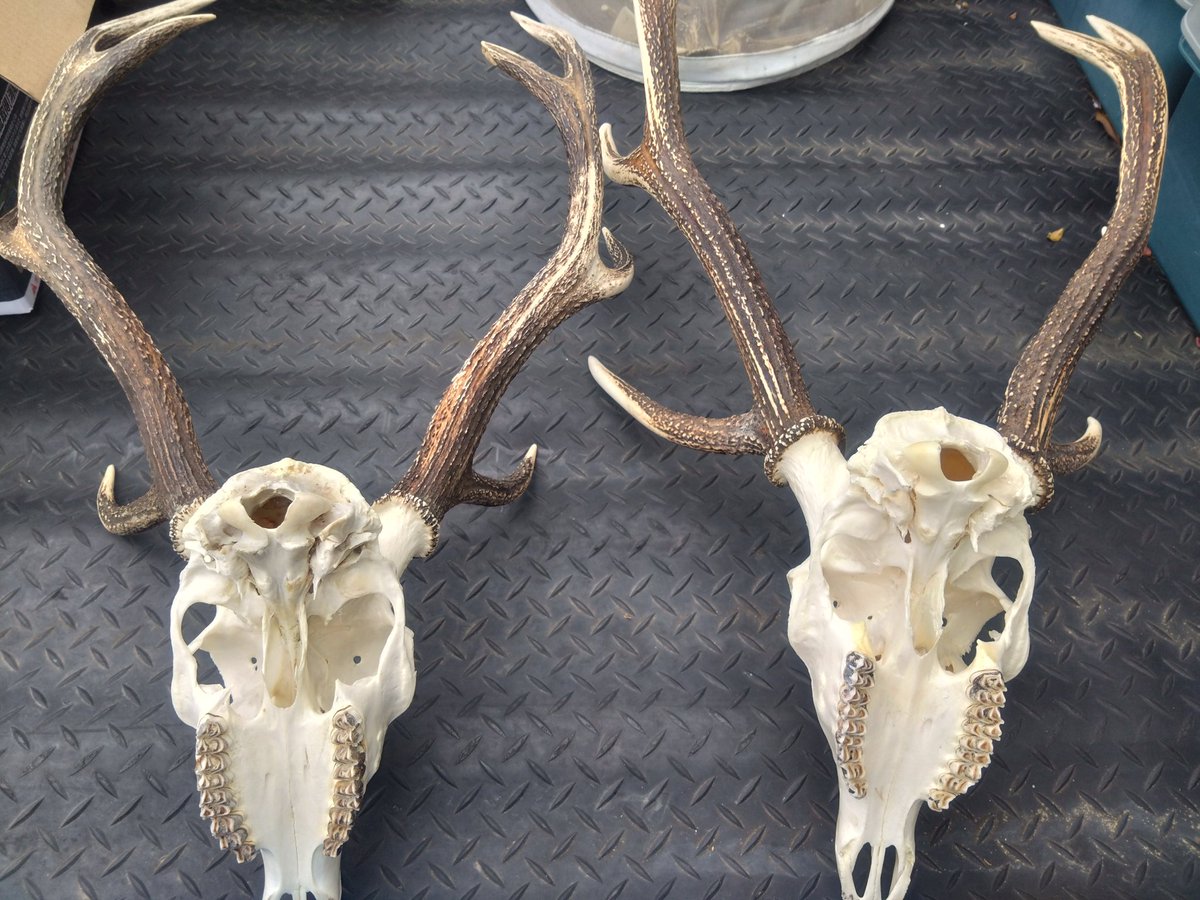 めぐちょろむーさん@がんばらない tweet media