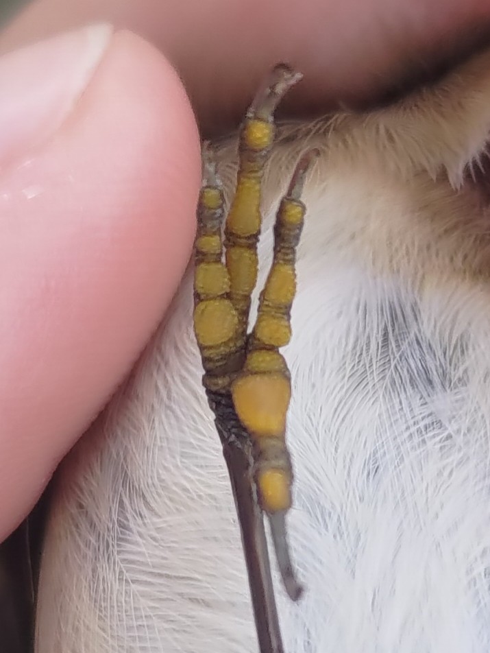 Telamon-Shuffle tweet media