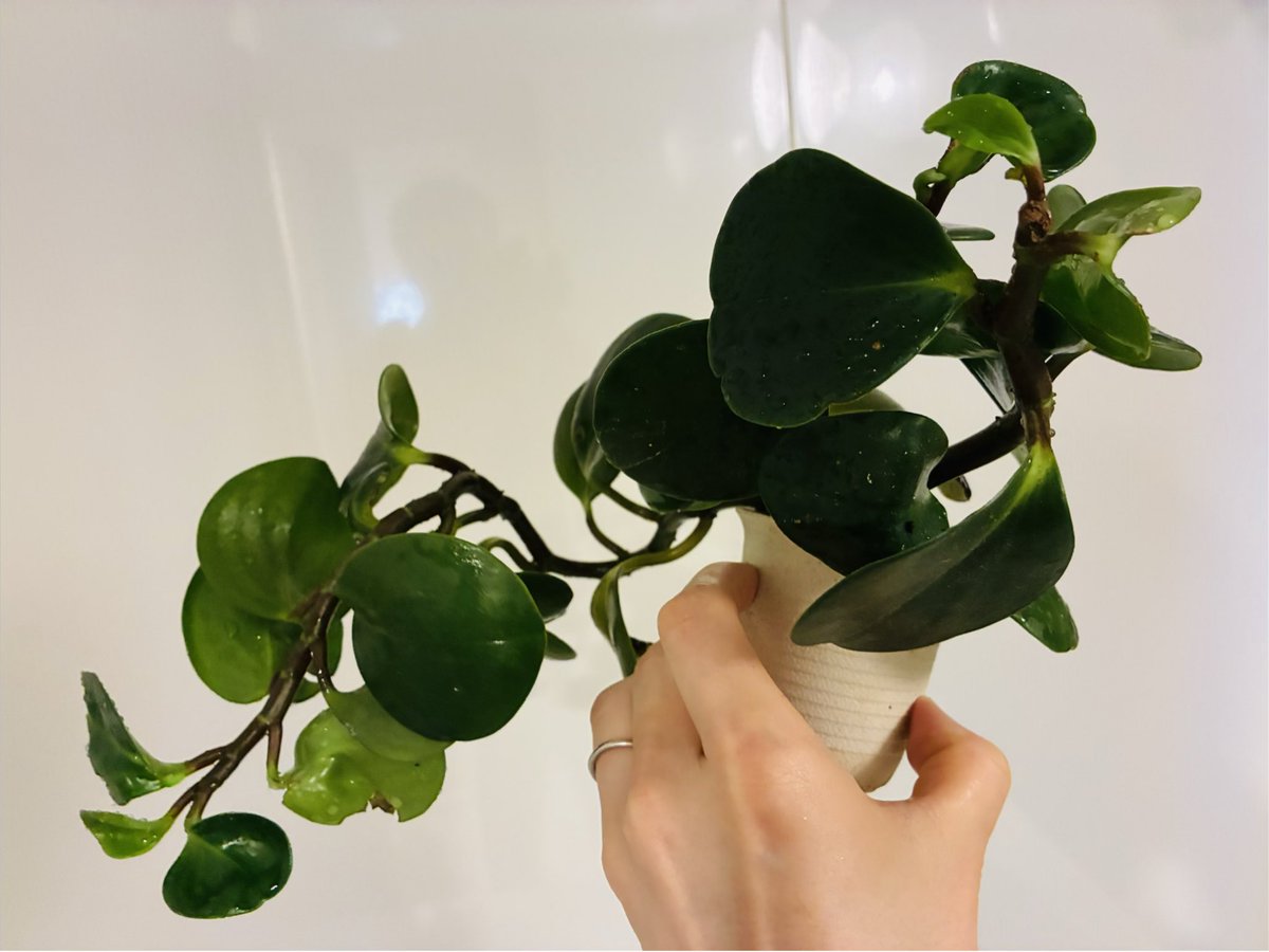 サン☀️ tweet media