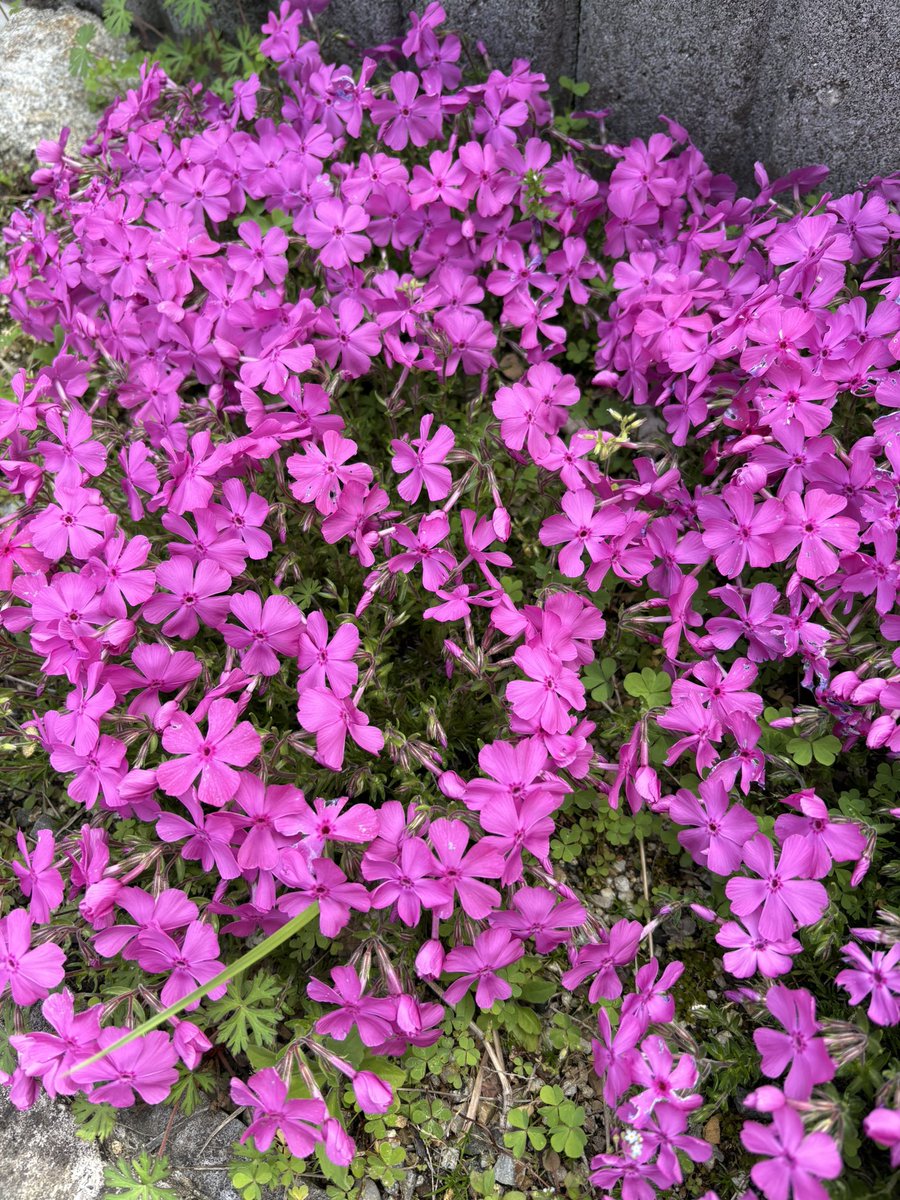 めちゃ咲いたー!!
去年咲かへんかってんけどな🤔