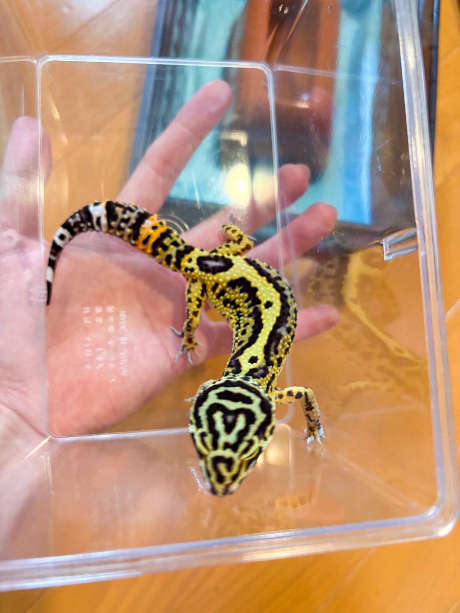 そられぷ tweet media