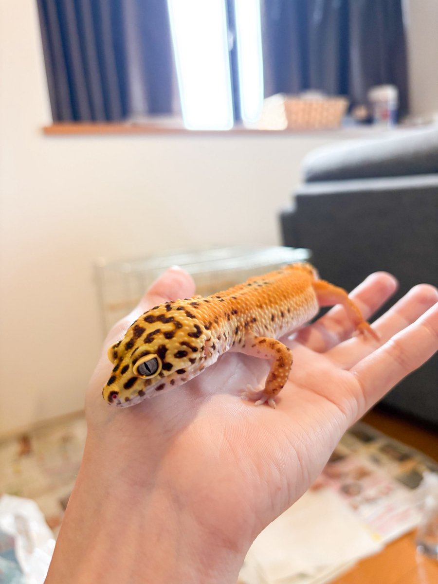 そられぷ tweet media