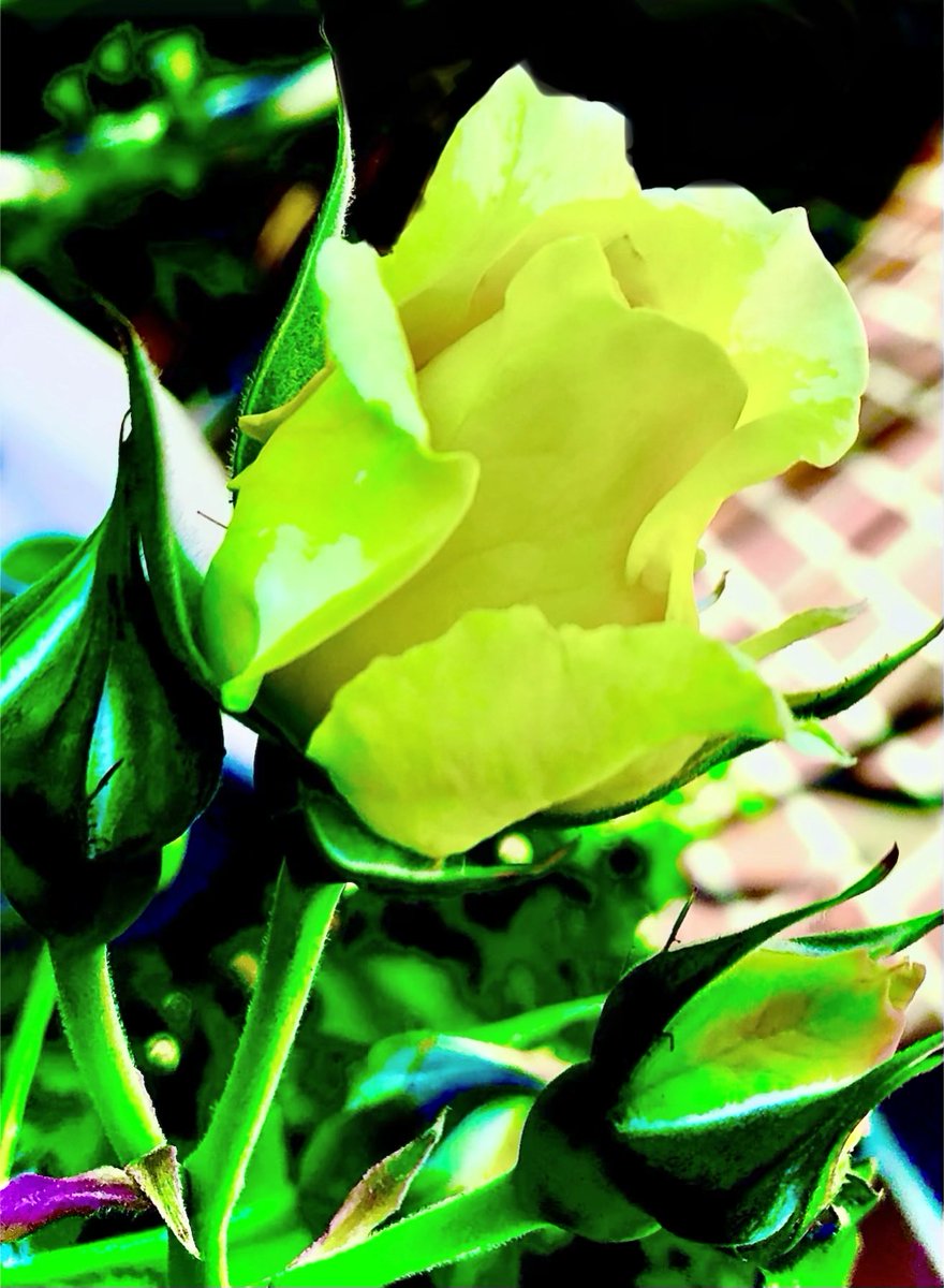 PetalWitness's tweet image. .
Soft light gathers in the fold of a yellow rose, 
Petals open like a quiet promise, not loud, not urgent— 
just steady warmth held in green hands.

#yellowrose #gardenlight #petalsoftness #bloomingnow #naturepoetry 

Original writing and image —
Petalwitness