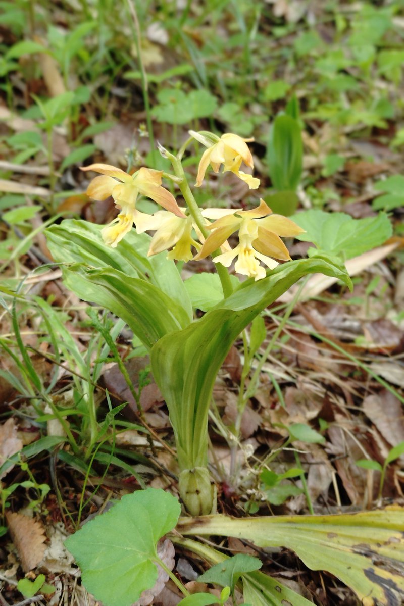 TonogayatoTeien's tweet image. ウマノアシガタの後方にポッポッポッと三つの #エビネ が顔を出しました。
#春咲き の可愛らしいエビネ達、ぜひ会いに来てくださいね。

#春咲きエリア
#殿ヶ谷戸庭園 #四月の庭園 #湧水と山野草 #駅から2分の癒し空間