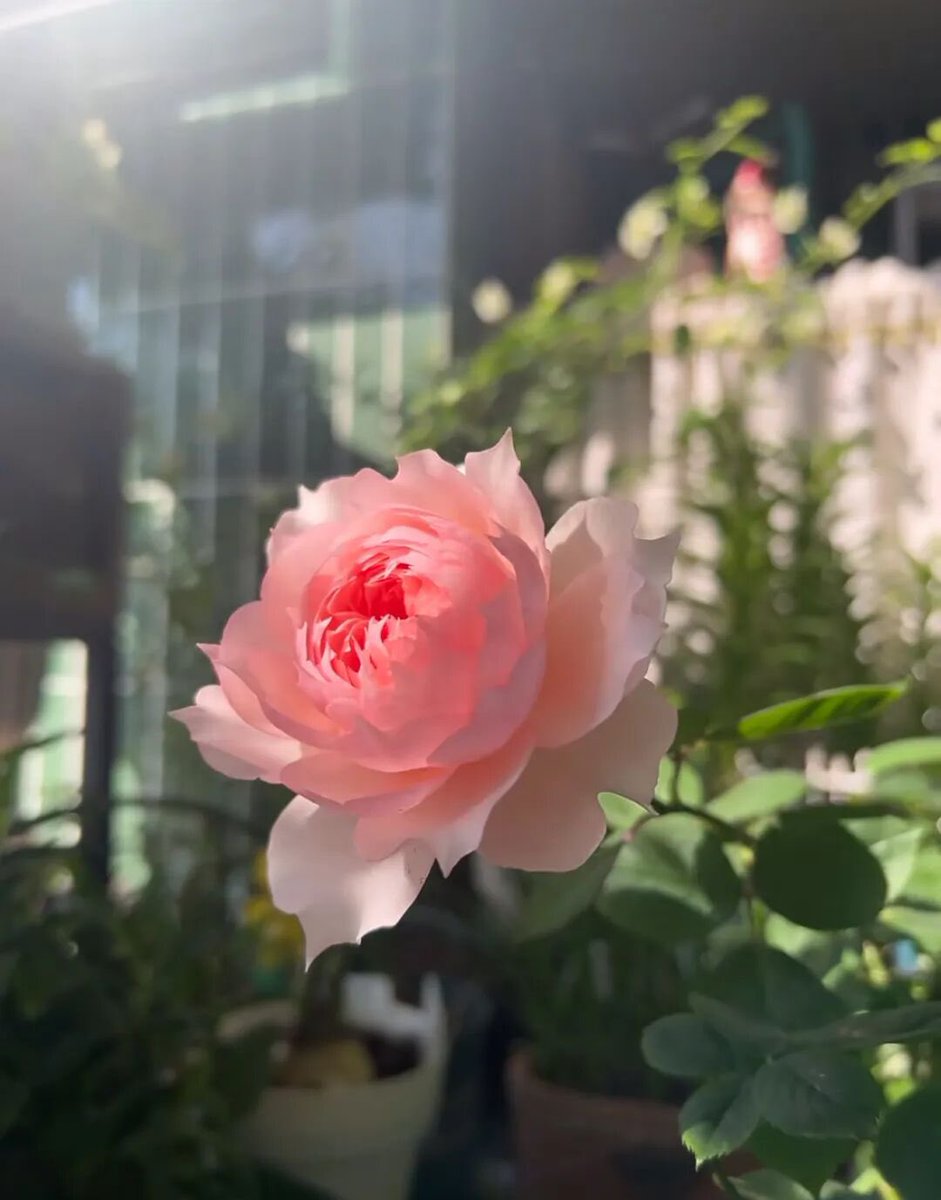 明镜止水 tweet media