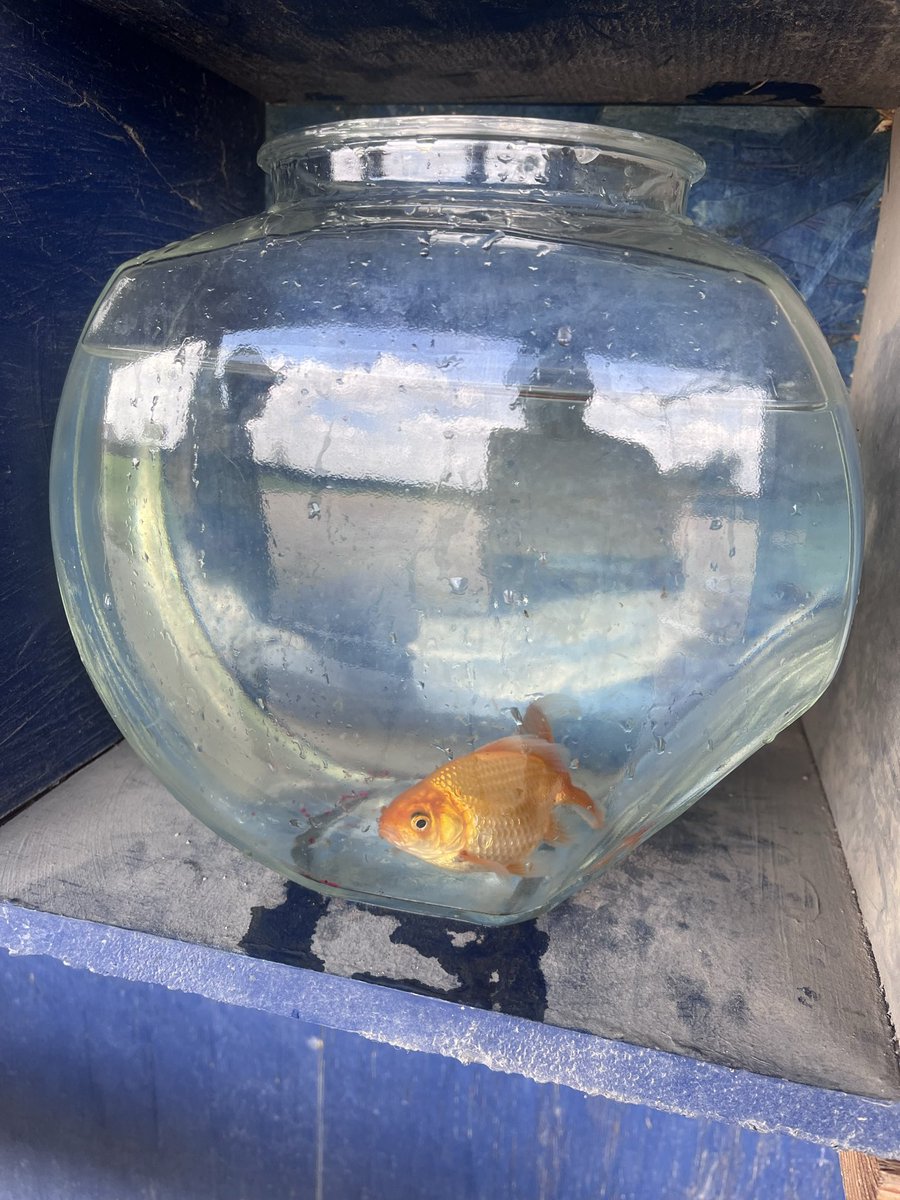 Yorkville High School Softball tweet media