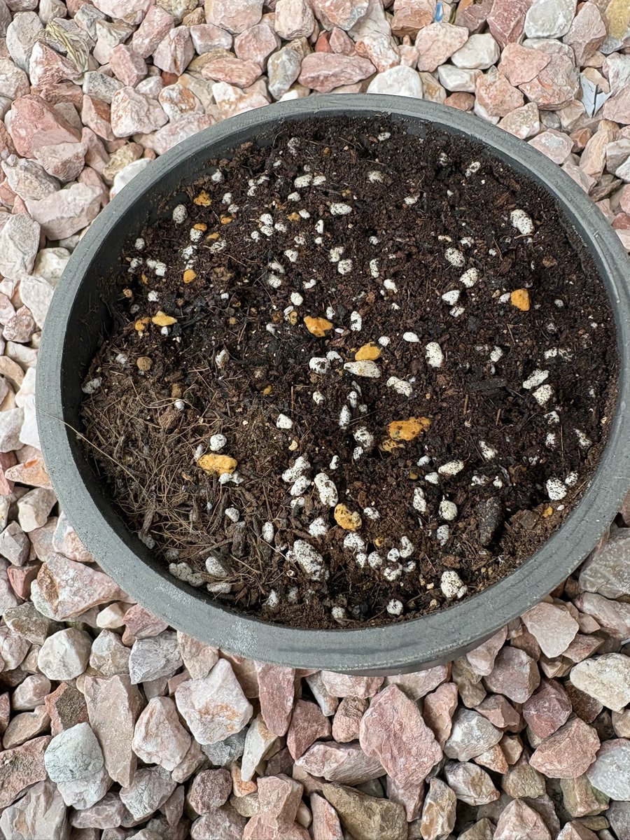 玉木瑶(たまきよう)🔮🥃BackStage専属キャスト tweet media