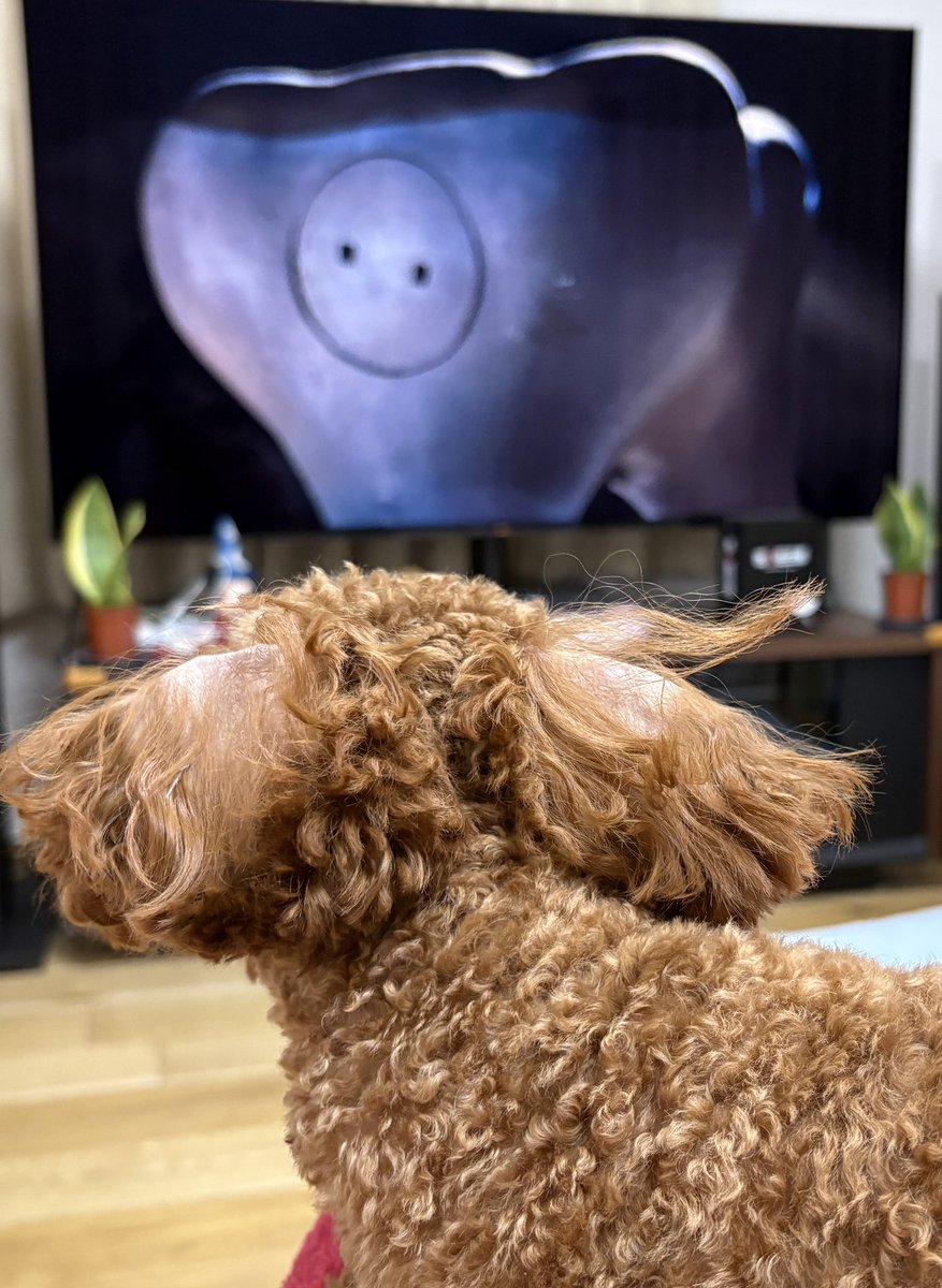 ジャンゴを観るベイビーたん