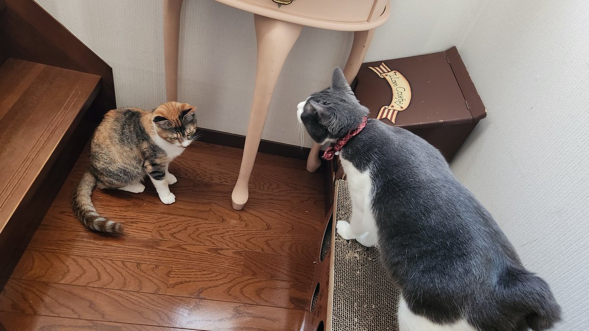 ハタミヤ tweet media