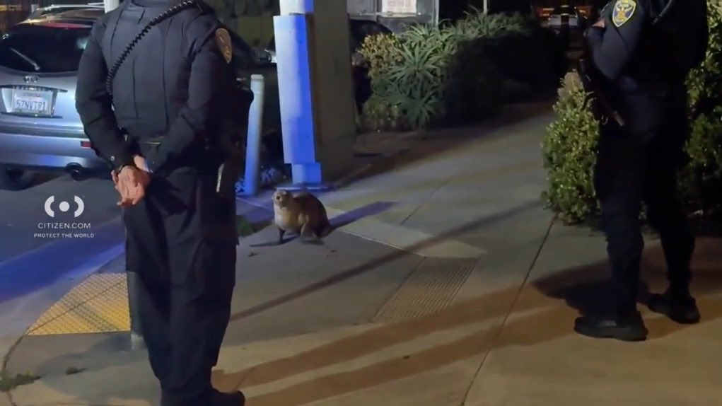 alyssa 🦭 tweet media