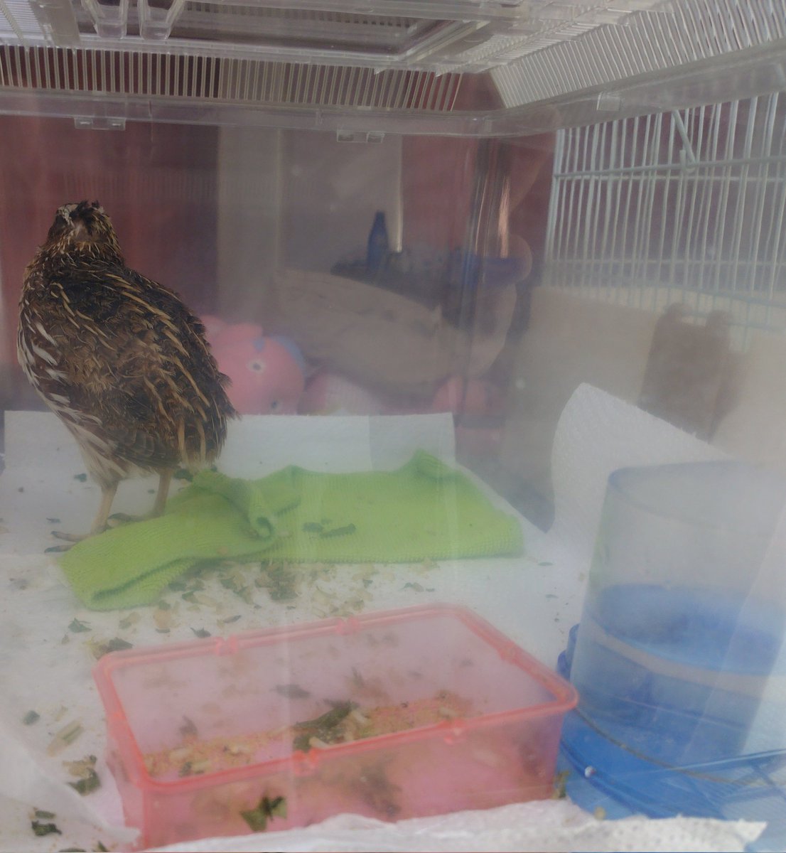 Corned_pigeon_R's tweet photo. ケージ丸洗いした筈なんだけどなぁ〜？？？
おもちさん？？？ https://t.co/J6s1evcbE3