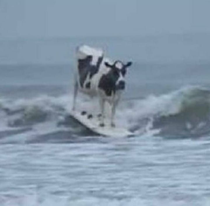 🕐HOURLY🕑 shitpost tweet media