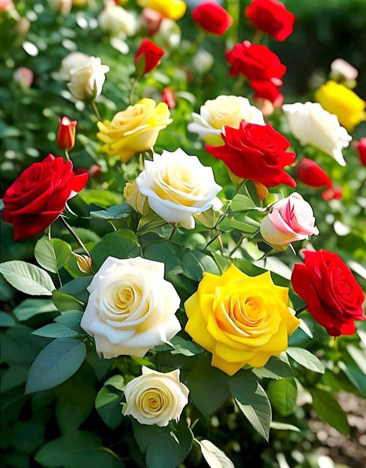 dhirendra_77's tweet image. 🌼 वंदन 🌸 अभिनंदन 🌞 सुप्रभात
🌺 शुभ शनिवार 🌺

आप स्वस्थ रहें, मस्त रहें और सदा मुस्कुराते रहें—
इसी मंगलकामना के साथ आज की सुंदर सुबह का प्रणाम 🙏
GOOD MORNING ☀️ Happy Morning 🌸
Have a nice day. 🙂
Stay healthy, happy and keep smiling😀

#GoodMorning #HappySaturday 😊