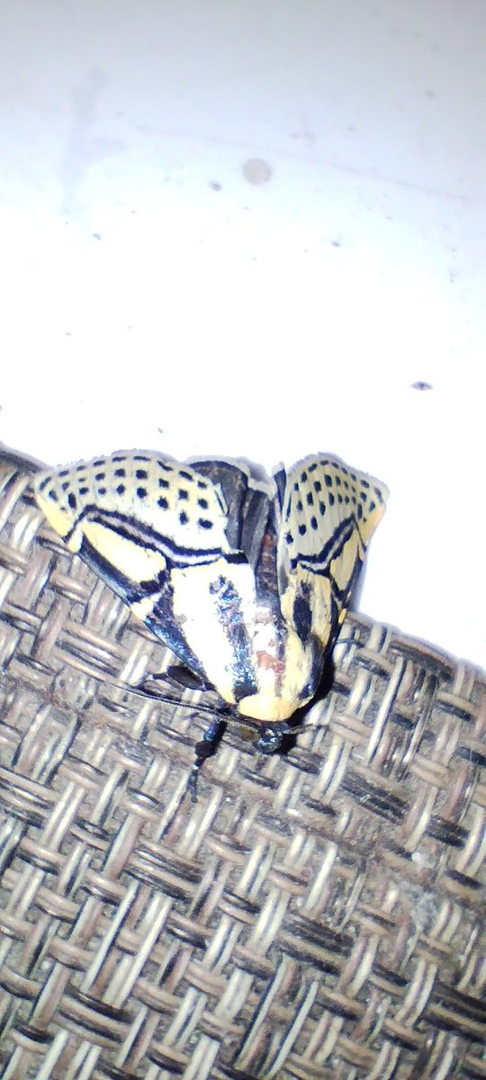 lcpaula78's tweet photo. Boa noite de novo! 😅 É que gosto de compartilhar com vocês! Primeira vez que vejo essa mariposa. @ElfaDosInsetos @CesarFavacho https://t.co/rjQFriNqTg