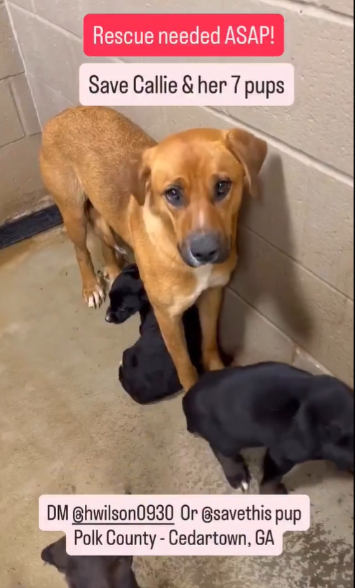 Jazzstew34's tweet photo. 🆘CALLIE and her 7 puppies need out of the shelter.  Polk County, AC in Cedartown, GA🆘

Callie already scaled the kennel with one of her pups in her mouth trying to get them out. 

Instagram contacts in post below. https://t.co/vfrIvqf9Dc
