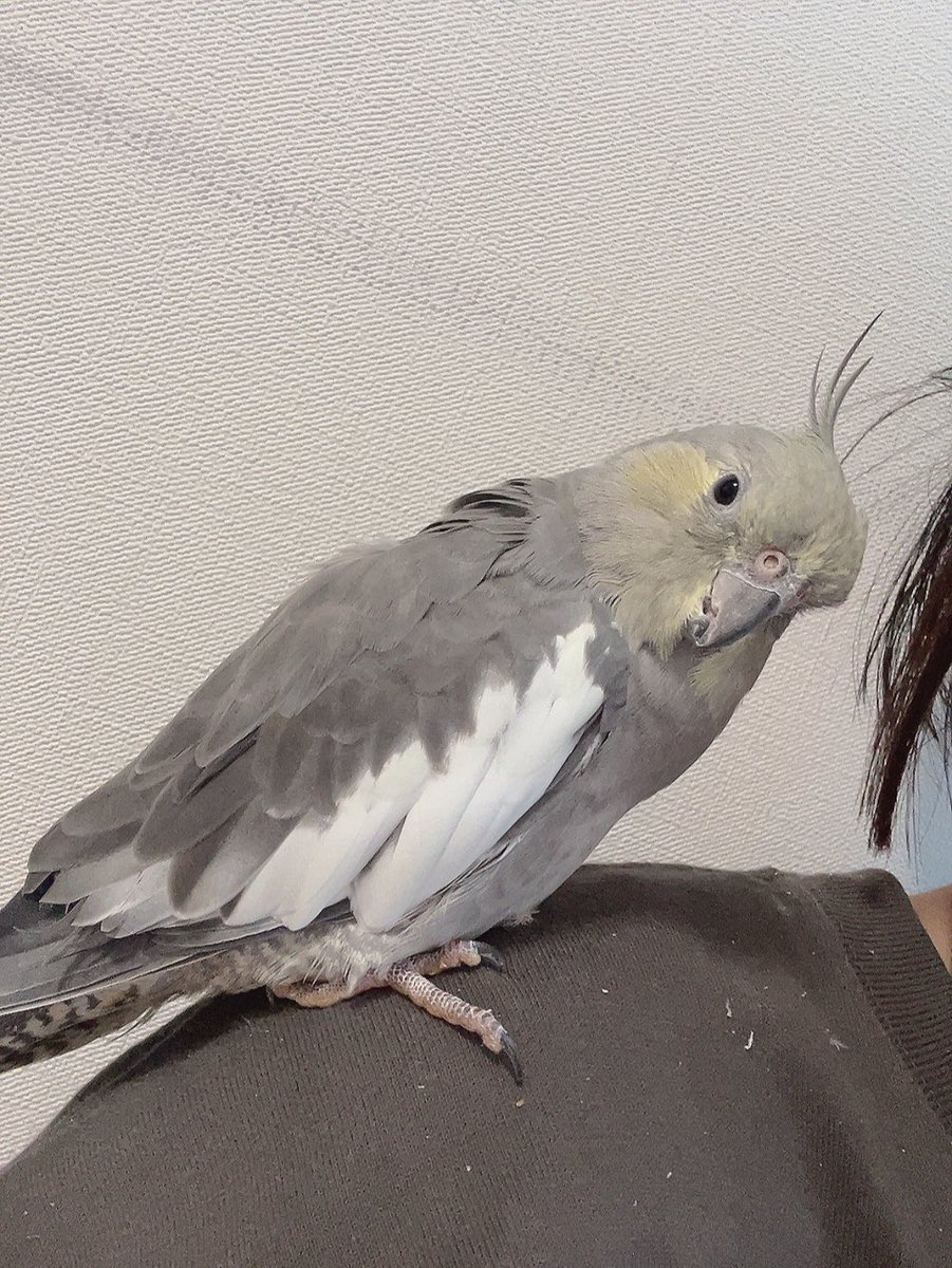 ひるね tweet media