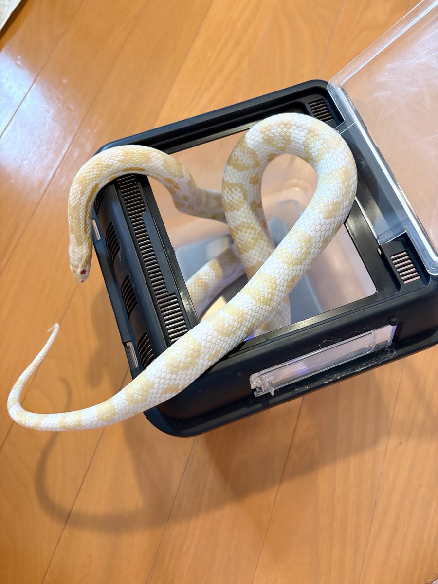 そられぷ tweet media