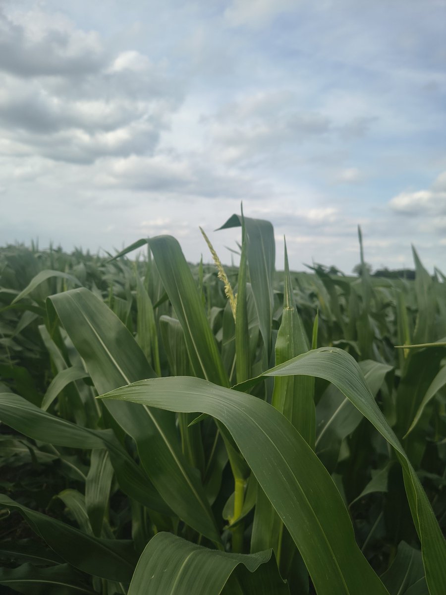 Shocked to find a tassel emerging in the area.