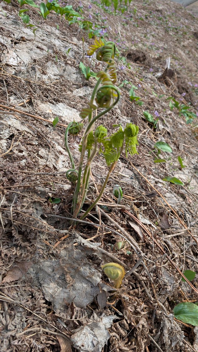 でーすけ tweet media