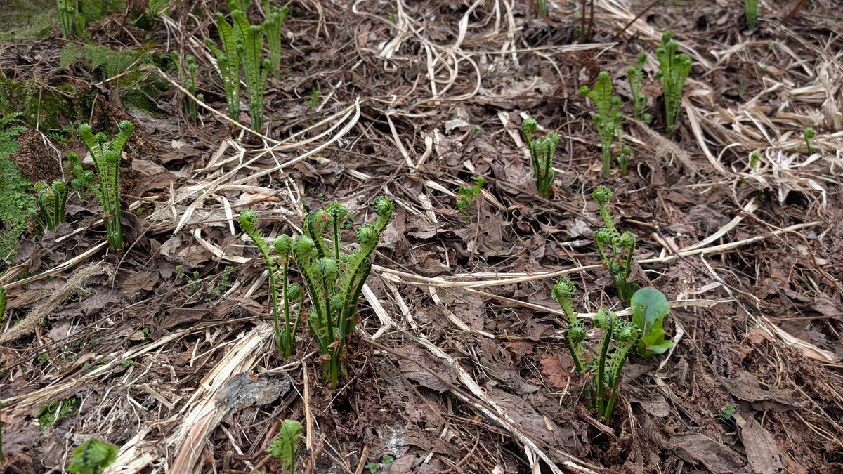 でーすけ tweet media