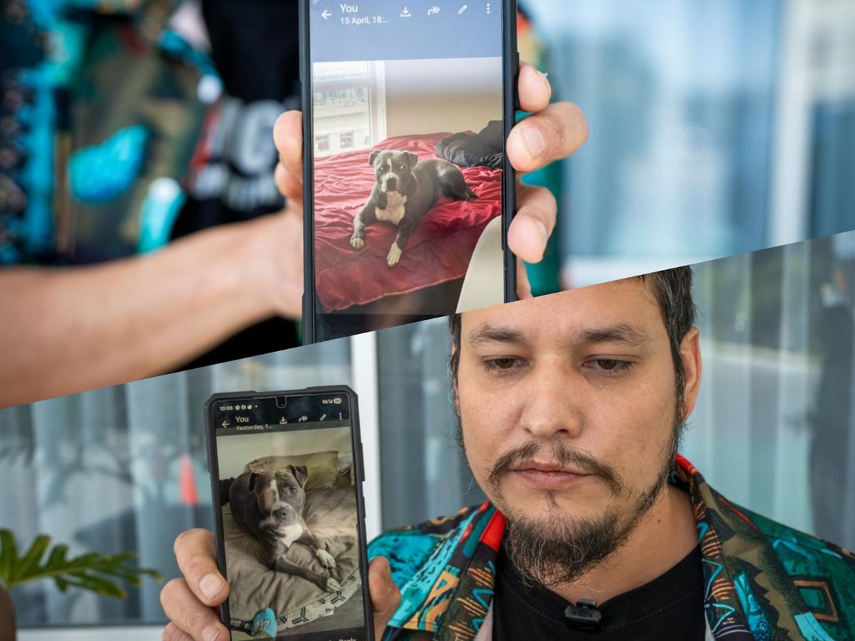 🚨 #BUSQUEDA | "Lola" escapó en el Aeropuerto de #Tijuana tras un error en su traslado a Guadalajara. Es una Pitbull gris, compañía de vida de su dueño tras mudarse de Canadá. 🇨🇦🇲🇽
Si la ves por la zona del Aeropuerto o Libertad, ¡repórtala! 🐾💔

#Tijuana #MascotaExtraviada