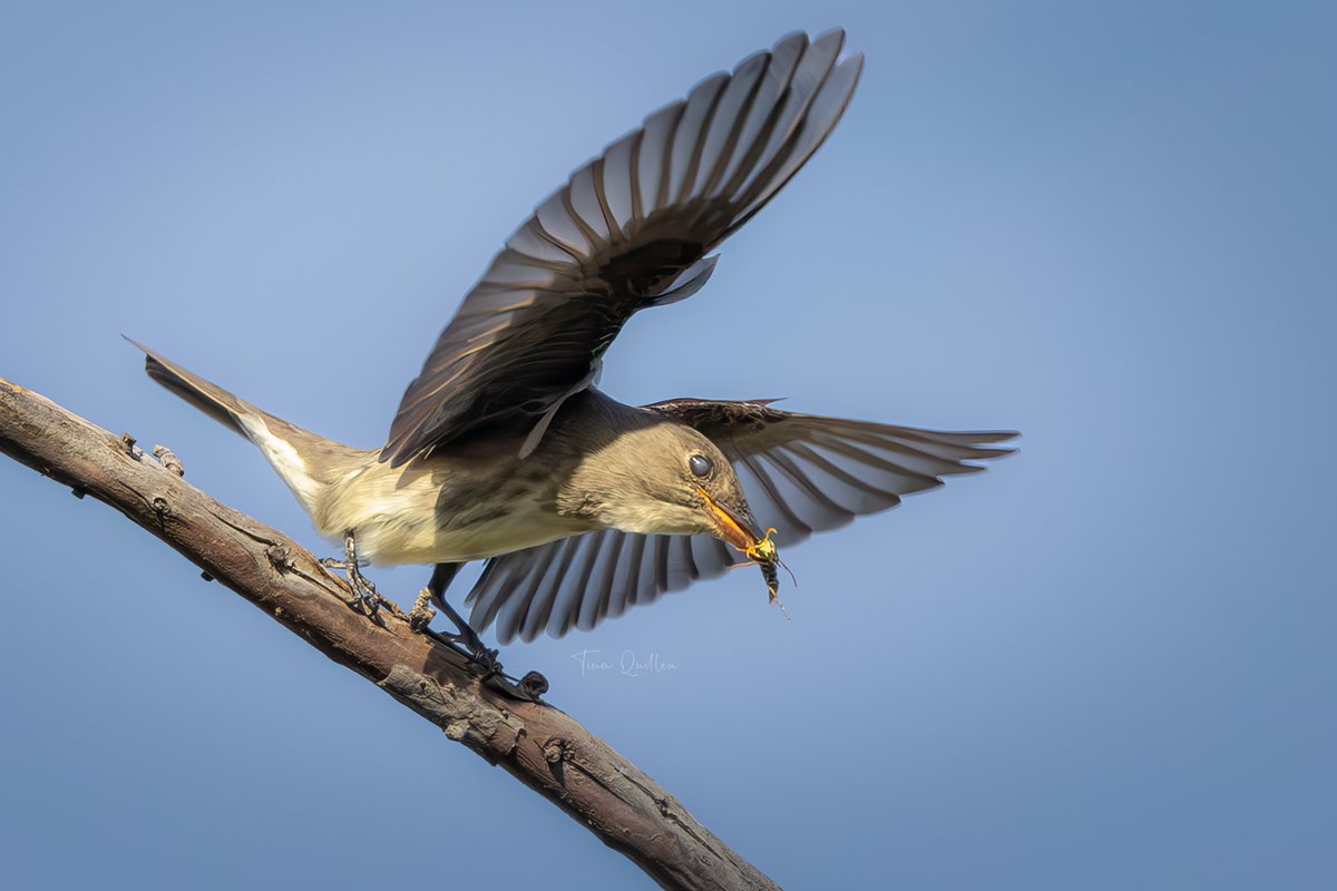 Tina Quillen Photography tweet media