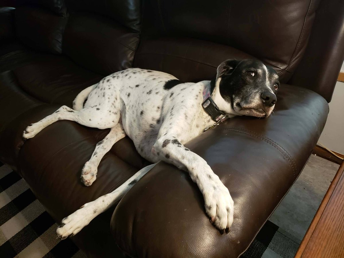 BeckyGresch's tweet image. Happy Friday from The Ruff Life Ranch 📷 📷
#rufflife #thewaggintrailexpress #dogsofinstagram #dog #doglover #petcare #petcareservices #petcarespecialist #doglover