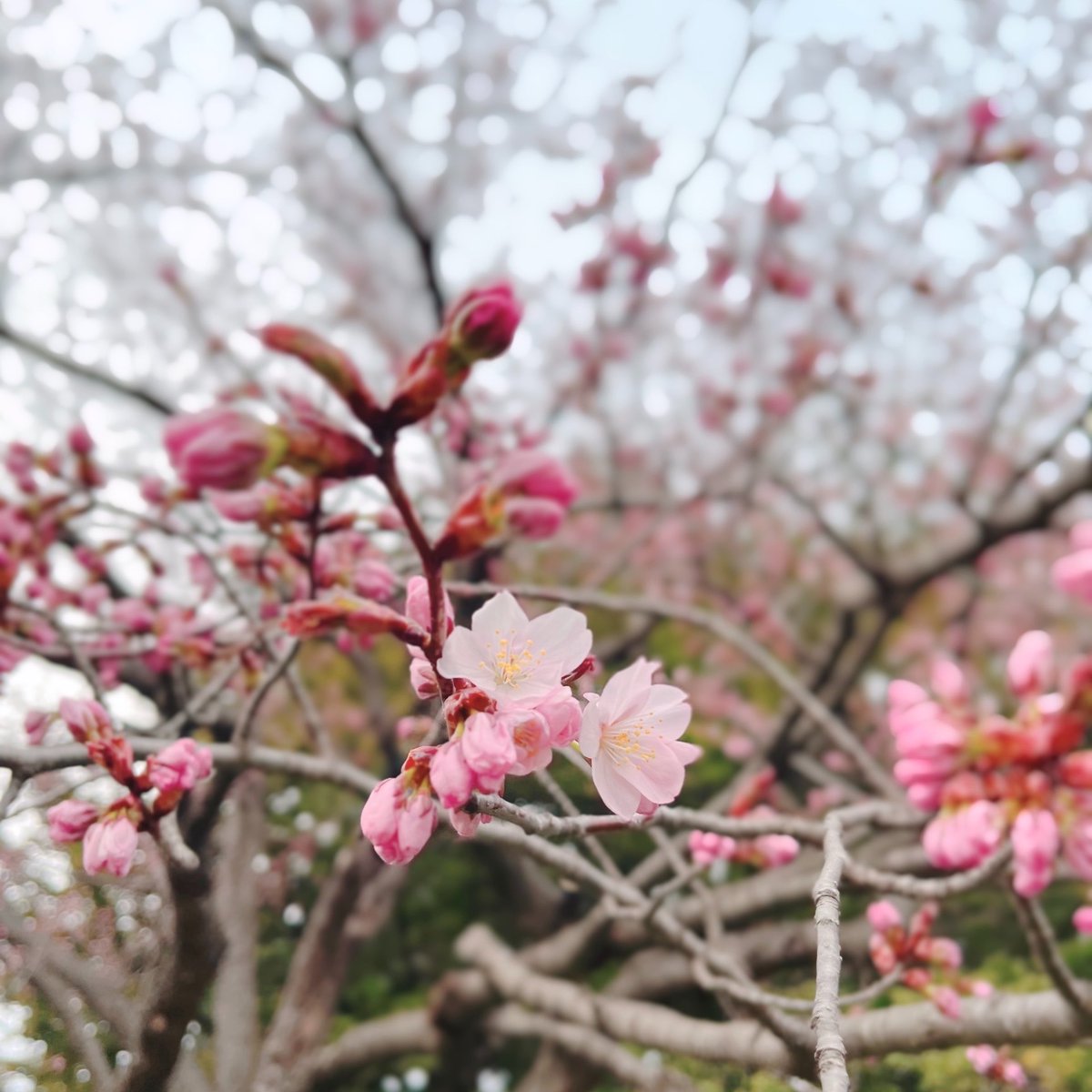 ソード❖Aegis tweet media