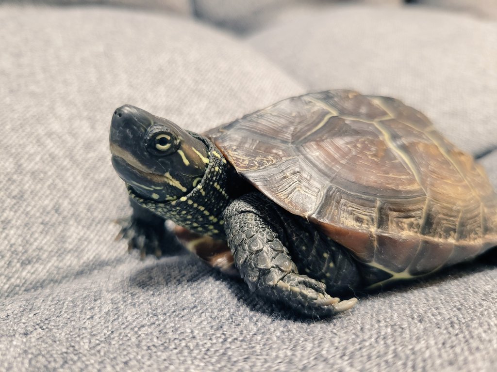 こしょ tweet media