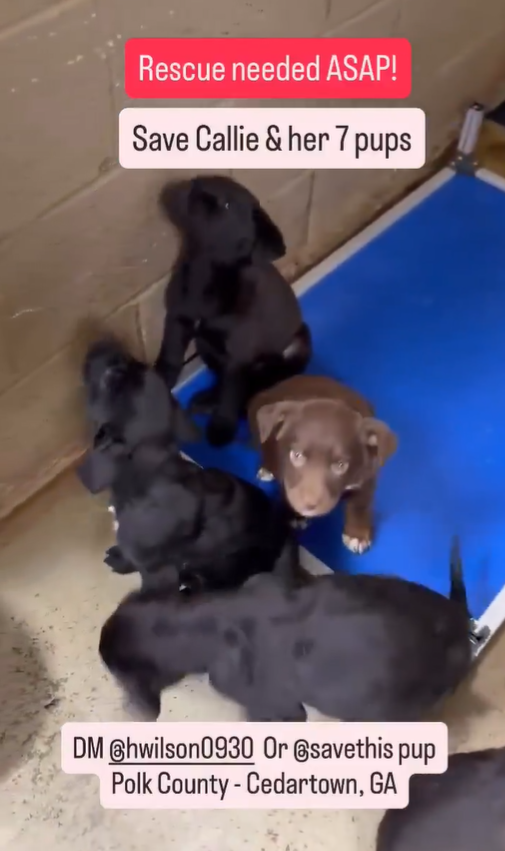 🆘CALLIE and her 7 puppies need out of the shelter.  Polk County, AC in Cedartown, GA🆘

Callie already scaled the kennel with one of her pups in her mouth trying to get them out. 

Instagram contacts in post below.