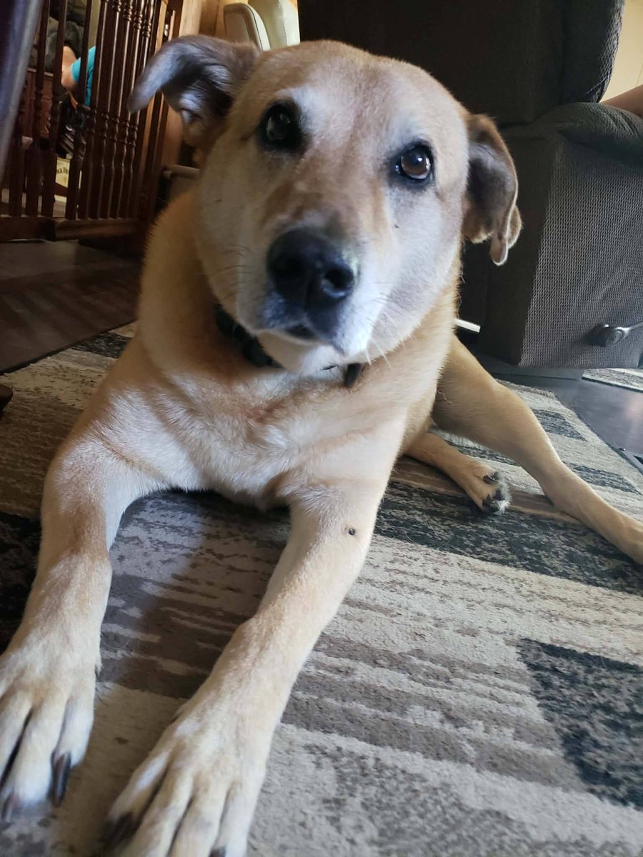 BeckyGresch's tweet image. Happy Friday from The Ruff Life Ranch 📷 📷
#rufflife #thewaggintrailexpress #dogsofinstagram #dog #doglover #petcare #petcareservices #petcarespecialist #doglover