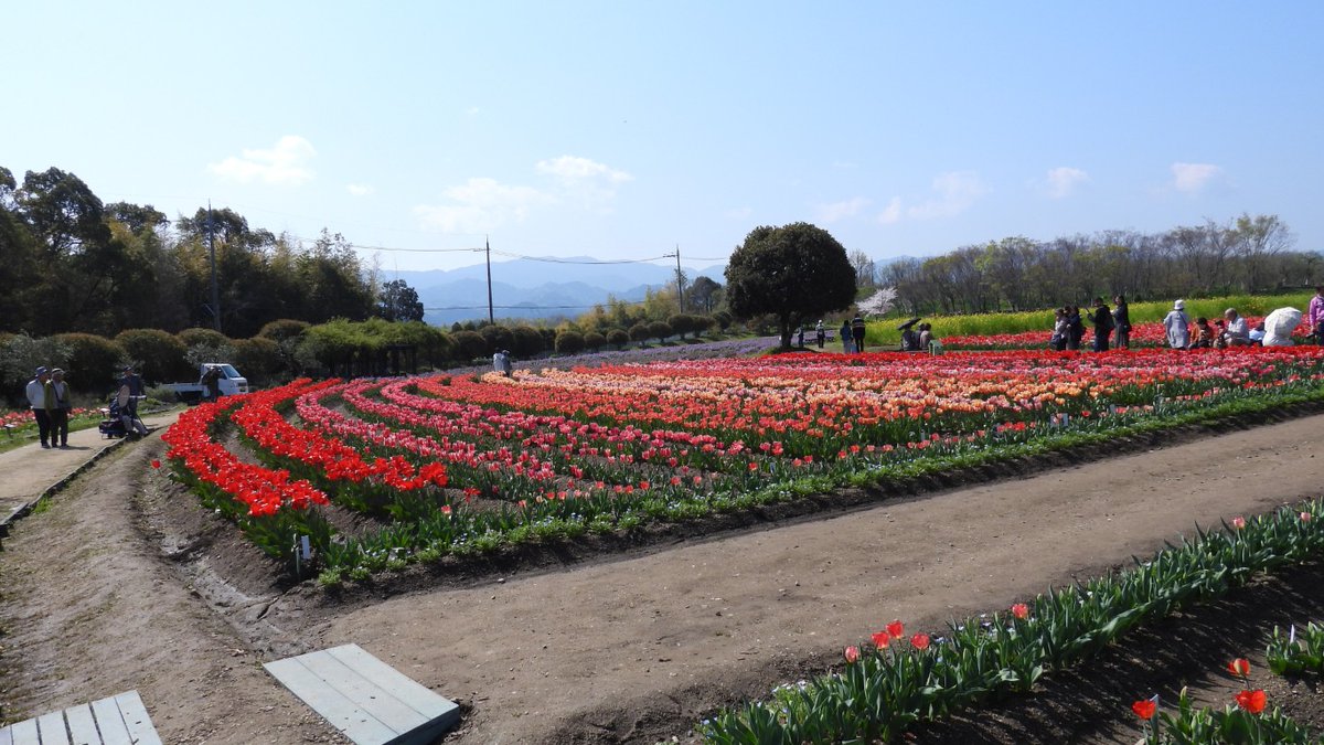 FUayusakai's tweet photo. まるで花の絨毯!和泉リサイクル環境公園のチューリップが過去最高に綺麗すぎた…2026年4月3日
https://t.co/pWe1X2Zhxb
#チューリップ #花の絨毯 #和泉リサイクル環境公園 #大阪観光 #関西お出かけ #春の絶景 #花畑 #絶景スポット
#Tulips #FlowerCarpet #OsakaTravel #JapanSpring #FlowerField https://t.co/G2Q4FTeO9P