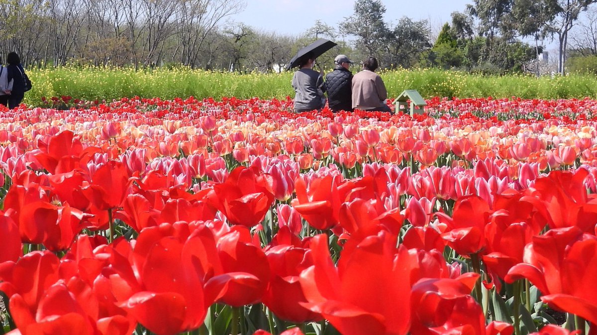 FUayusakai's tweet photo. まるで花の絨毯!和泉リサイクル環境公園のチューリップが過去最高に綺麗すぎた…2026年4月3日
https://t.co/pWe1X2Zhxb
#チューリップ #花の絨毯 #和泉リサイクル環境公園 #大阪観光 #関西お出かけ #春の絶景 #花畑 #絶景スポット
#Tulips #FlowerCarpet #OsakaTravel #JapanSpring #FlowerField https://t.co/G2Q4FTeO9P
