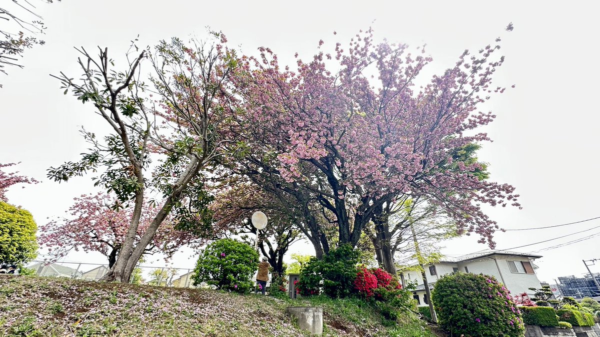 ぽんた tweet media