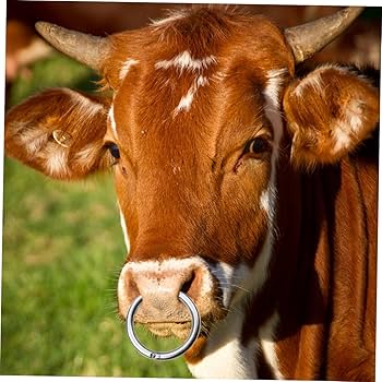 Pina David tweet media