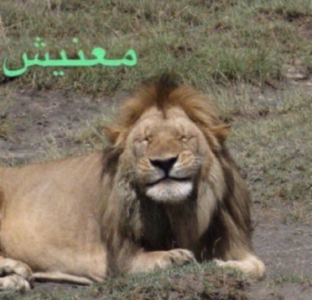 عـارف الشمري tweet media