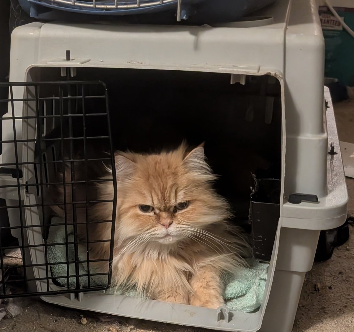 Shanks 💜 Kate & Scruff & Herc & Lila 🏳️‍⚧️ tweet media