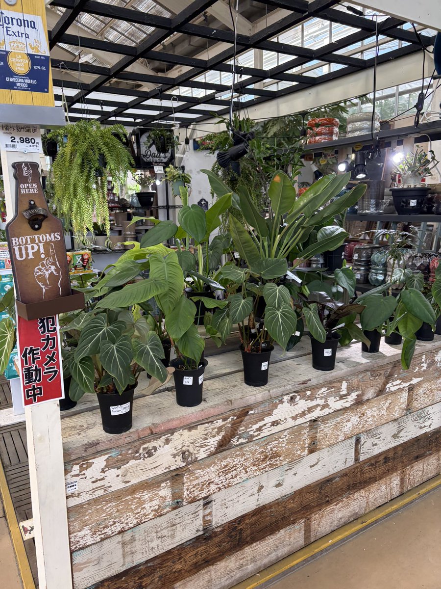 やはり週に一度は園芸店に行かないと具合が悪くなる…