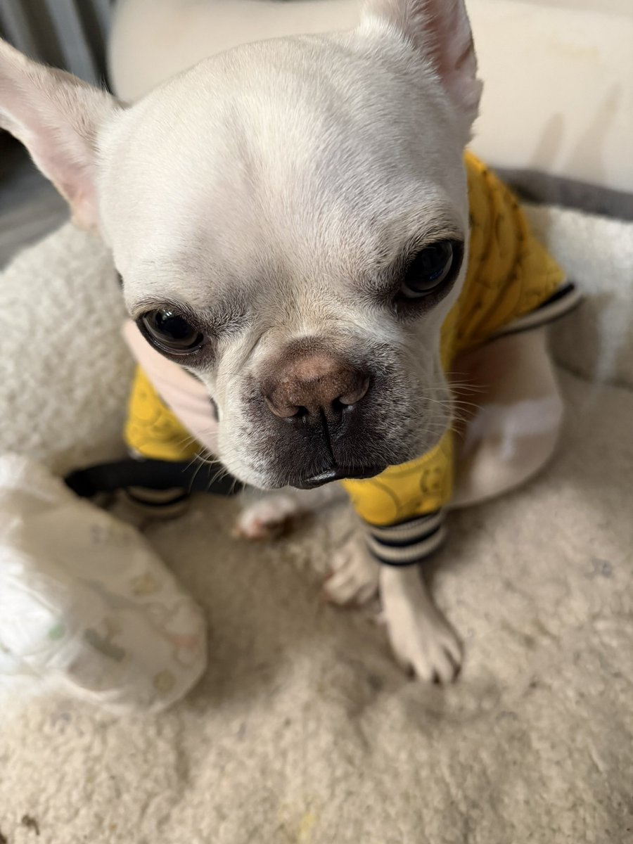 よもぎ🌿あられ⛄️ tweet media