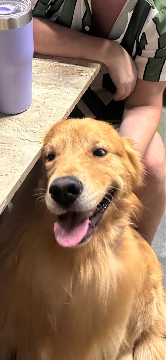 Met a dog today in Brazil
