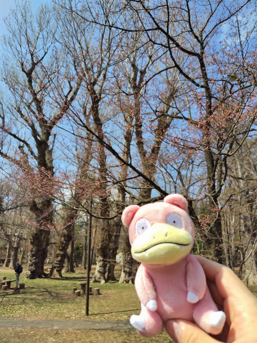 やなぎ博士と相棒ヤドちゃん tweet media