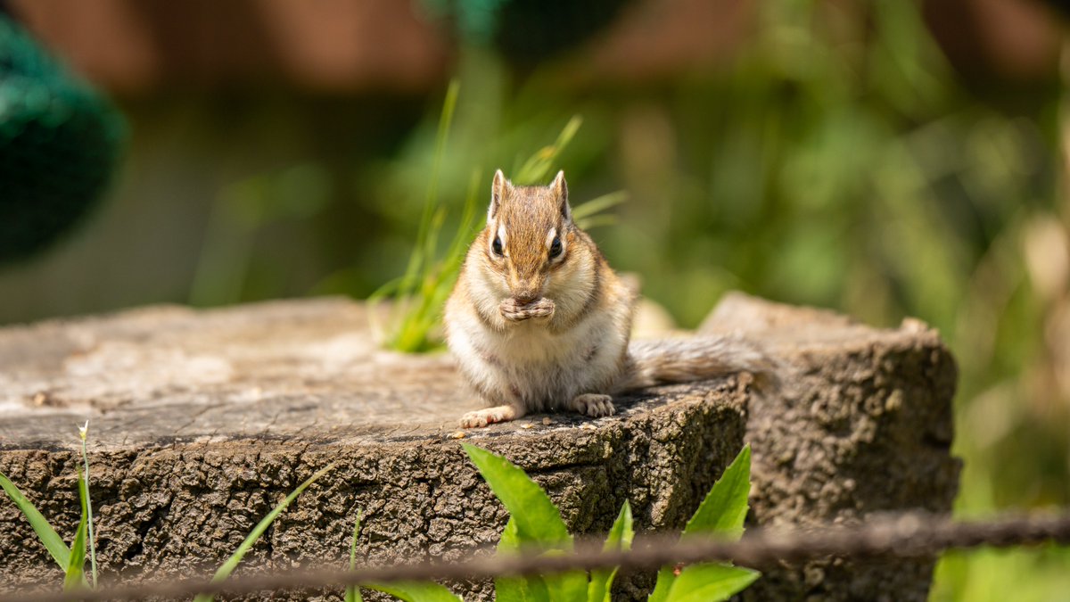torao_vrc's tweet photo. 🐿 https://t.co/BySREjqTcG
