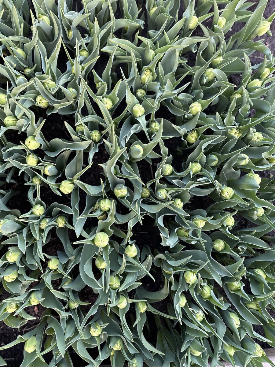 Cherry Hill Blooms tweet media