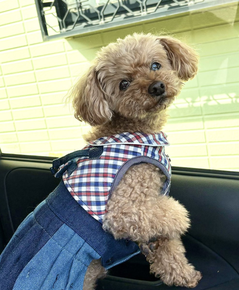 茶子がいる日々（トイプードル🐾ちゃこ） tweet media
