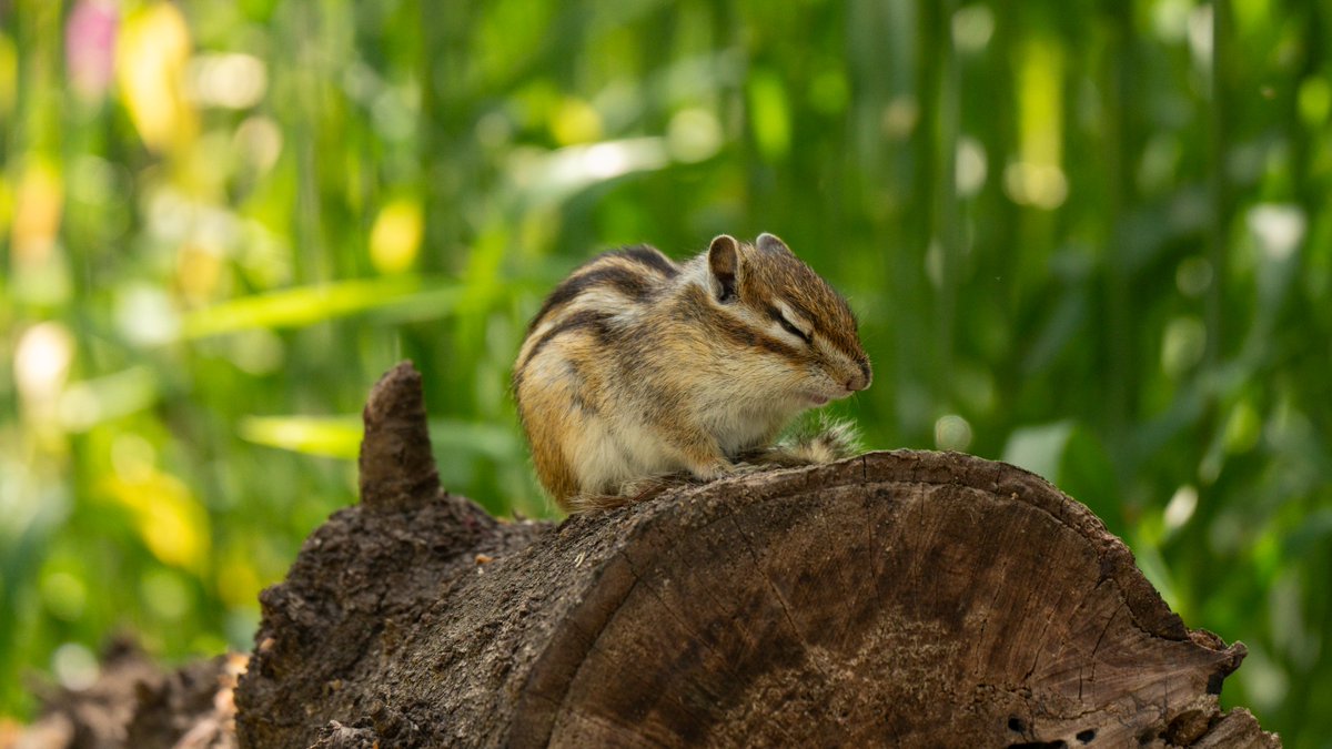 torao_vrc's tweet photo. 🐿 https://t.co/BySREjqTcG